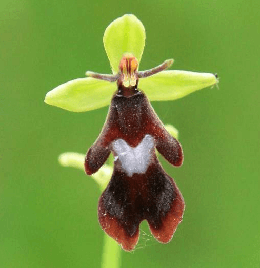 Ophrys insectifera Fly Orchid