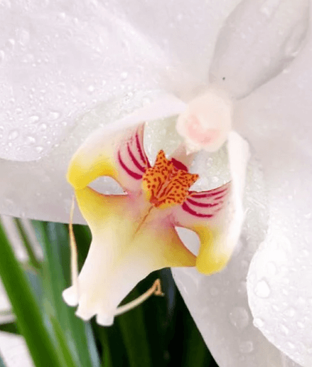 orchid that appears like a tiger